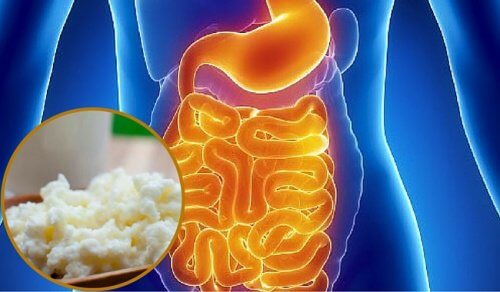 腸内フローラのバランスを回復させる食品 腸内フローラのバランスを回復させる食品