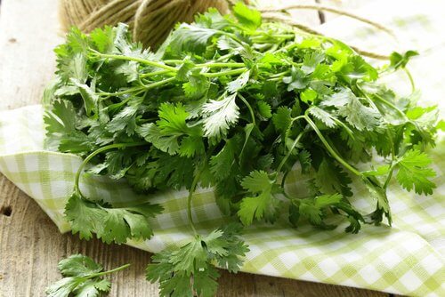 cilantro-500x334