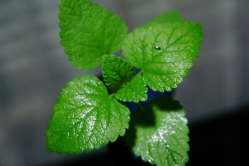 mint-3
