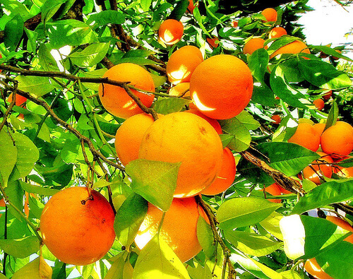 oranges-3