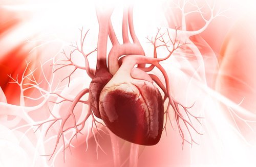supports-cardiovascular-health-500x327