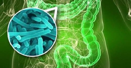 intestinal-bacteria