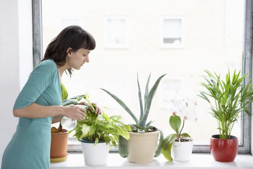 空気を綺麗にしてくれる8つの植物 空気を綺麗にしてくれる8つの植物