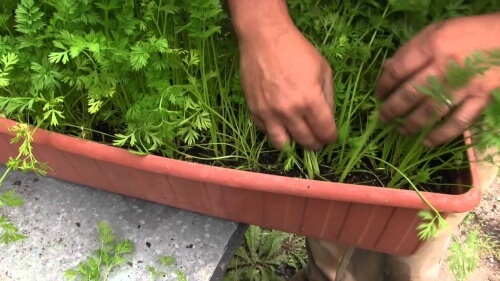 ポットに植えられた人参