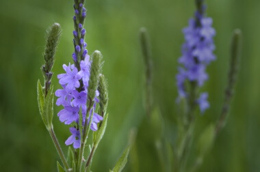 Verbena-380x252