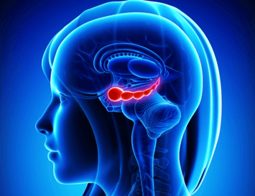 brain