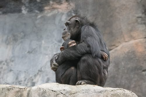 chimpance-abrazo-500x334