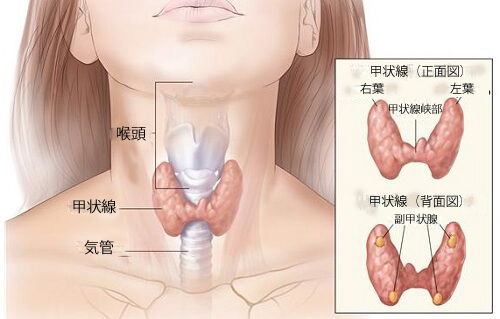 thyroids-1