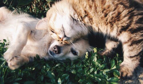 3-cat-and-dog
