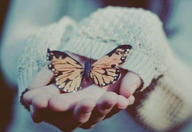 手のひらの上の蝶