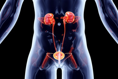 Urinary tract