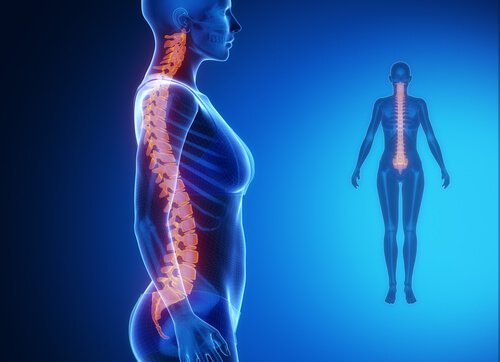 straight spine