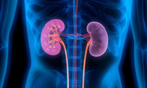 自然に腎臓をクレンズする方法 自然に腎臓をクレンズする方法