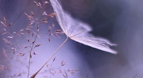 綿毛