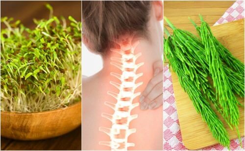 あなたの骨を強くする7つの植物 あなたの骨を強くする7つの植物
