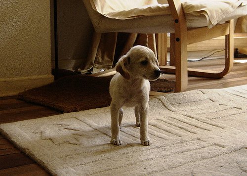 室内に居る犬