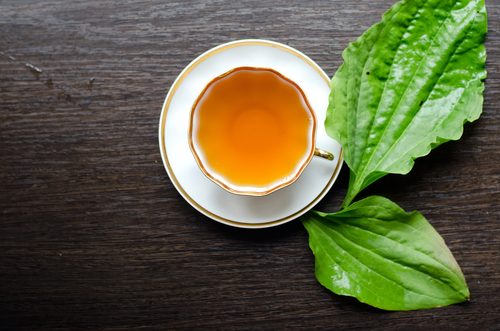 オオバコ、お茶