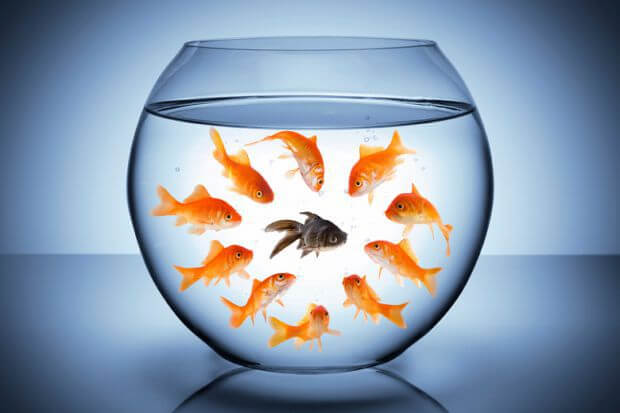 金魚