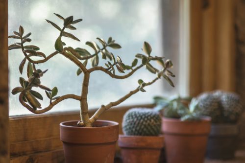 植物を部屋の中に置く7つのメリット 植物を部屋の中に置く7つのメリット