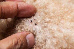 ノミを駆除する自然療法