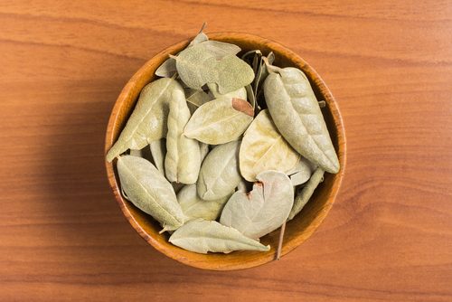 ボルド茶