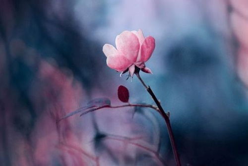 ピンクの花
