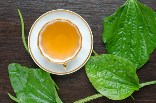 セイヨウオオバコ茶