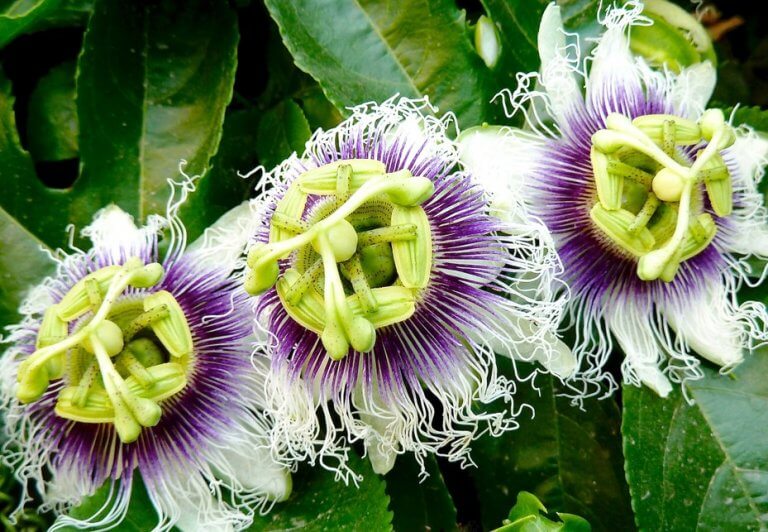 パッションフラワー