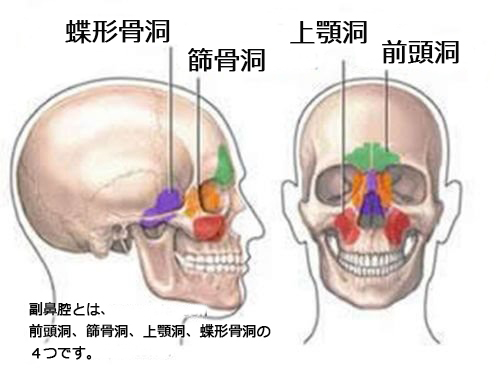 副鼻腔