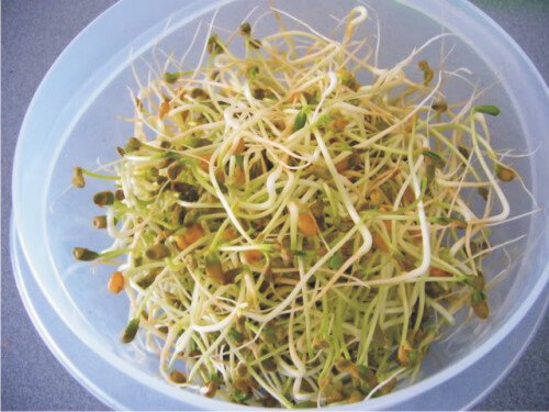 アルファルファ