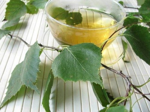 カバの木で 膀胱炎 を治す