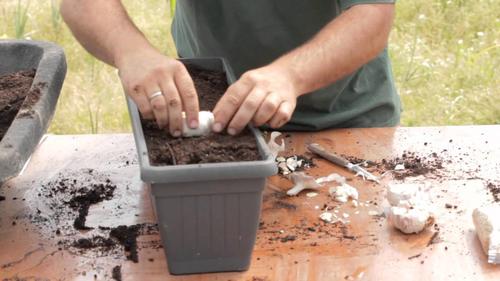 自宅でニンニクを栽培する方法
