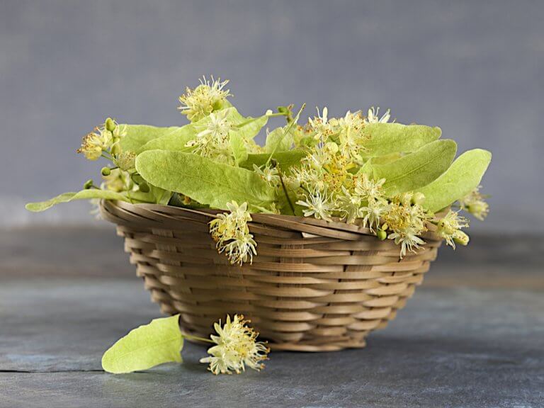 肝臓に良いお茶