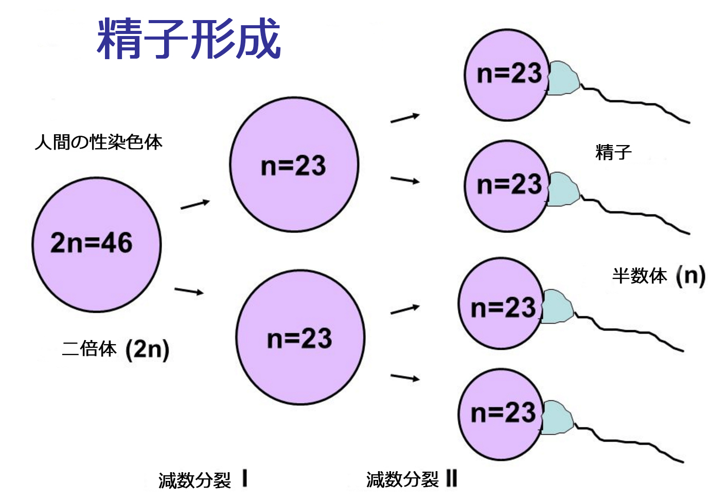 ターナー症候群について知っておくべきすべてのこと