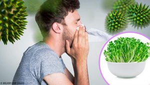 アルファルファ を食べることで得られる6つの効果