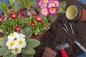 家の庭でも育ちやすい10種類の植物