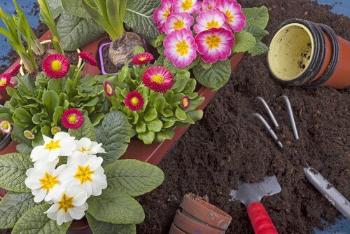 家の庭でも育ちやすい10種類の植物