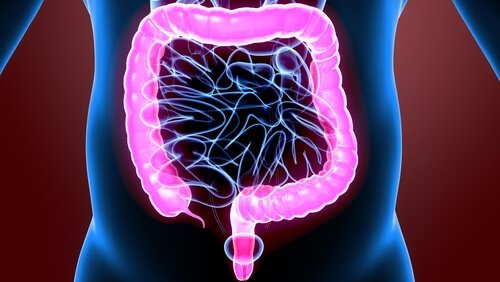 驚くべき大腸の生理学