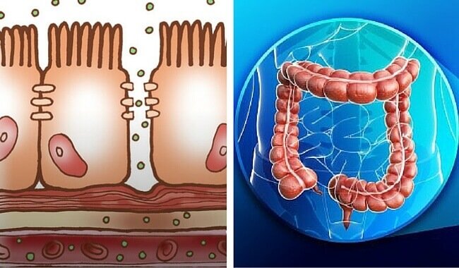 大腸の生理学
