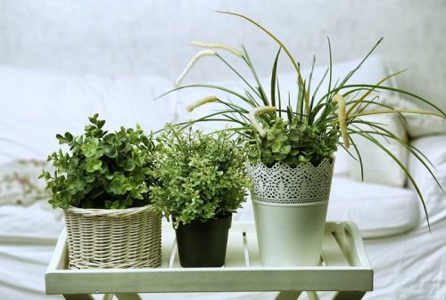 芳香植物