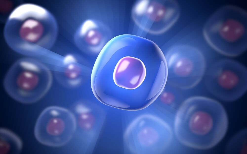 幹細胞の分類