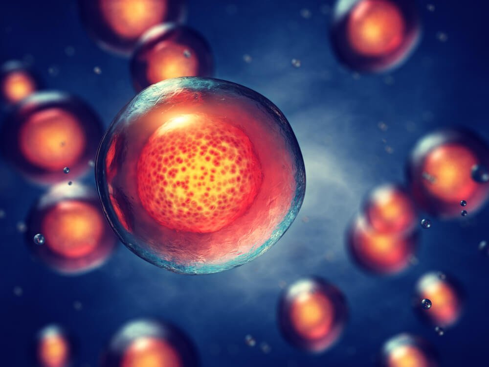 幹細胞の分化