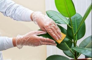 観葉植物の葉をきれいにする方法