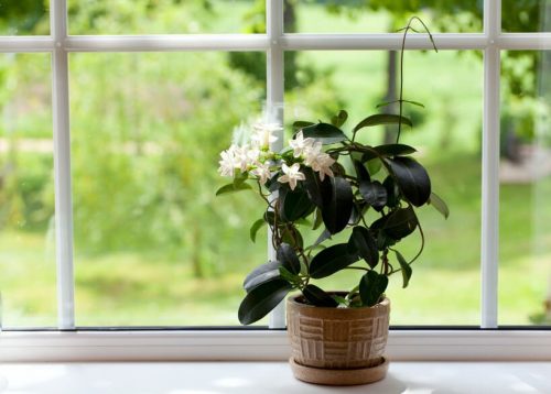 観葉植物の葉を掃除する