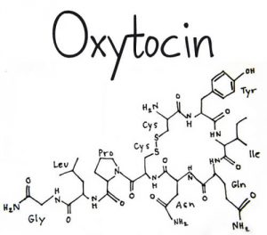 オキシトシンというホルモンについて