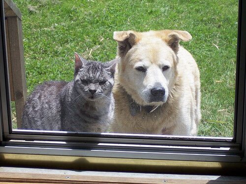 犬と猫