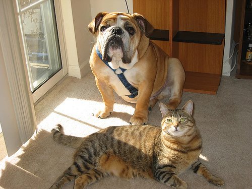 ブルドッグと猫