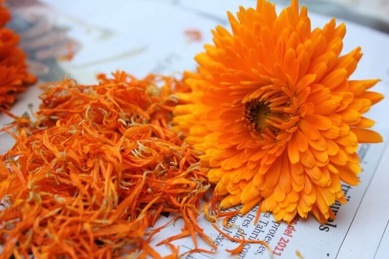 マリーゴールド 乳腺炎