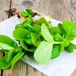 食べ方 スベリヒユ