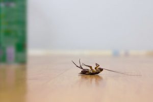 市販の殺虫剤を使わないゴキブリ駆除法5種